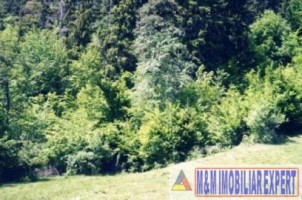 teren-intravilan-161-ha-de-vanzare-in-bughea-de-sus-2