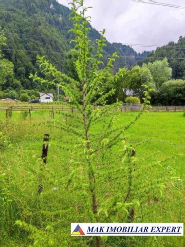teren-intravilan-6000-mp-de-vanzare-in-valea-cheii-dambovicioara-arges-ideal-pentru-dezvoltari-turistice-si-rezidentiale-4