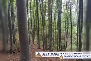 padure-de-5-ha-fond-forestier-in-bradut-covasna-investitie-ecologica-de-exceptie