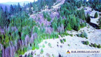 teren-8-ha-intraextravilan-de-vanzare-in-bughea-de-sus-arges-9