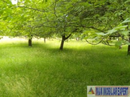 teren-intravilan-3800-mp-matau-mioarele-chilii-arges-ideal-pentru-proiecte-agricole-1