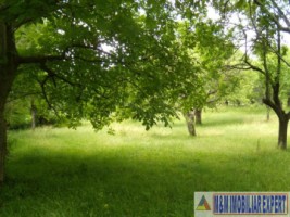 teren-intravilan-3800-mp-matau-mioarele-chilii-arges-ideal-pentru-proiecte-agricole-2