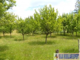 teren-intravilan-3800-mp-matau-mioarele-chilii-arges-ideal-pentru-proiecte-agricole-3
