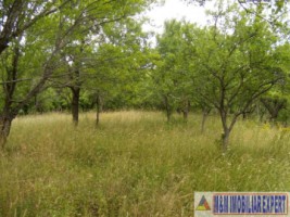teren-intravilan-3800-mp-matau-mioarele-chilii-arges-ideal-pentru-proiecte-agricole-4