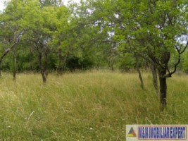 teren-intravilan-3800-mp-matau-mioarele-chilii-arges-ideal-pentru-proiecte-agricole-6