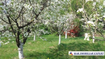 casa-batraneasca-din-lemn-de-vanzare-in-campulung-muscel-arges-teren-5000-mp-4