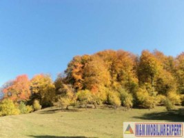 teren-extravilan-111-ha-de-vanzare-pe-calea-targovistei-in-campulung-muscel-arges-ideal-pentru-activitati-agricole-5