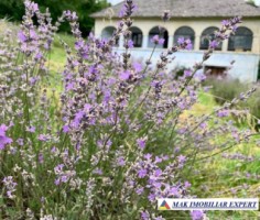 casa-musceleana-stil-conac-3-camere-teren-4000-mp-de-vanzare-valea-mare-pravat-arges-1
