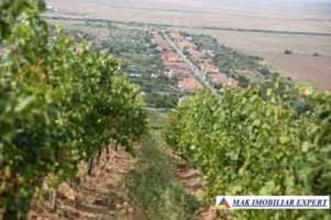 ferma-viticola-de-115-ha-de-vanzare-in-arad-intraextravilan-oportunitate-de-investitie-1