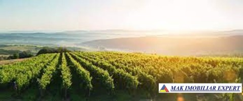 ferma-viticola-de-115-ha-de-vanzare-in-arad-intraextravilan-oportunitate-de-investitie