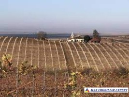 ferma-viticola-de-115-ha-de-vanzare-in-arad-intraextravilan-oportunitate-de-investitie-2