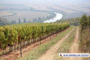 ferma-viticola-de-115-ha-de-vanzare-in-arad-intraextravilan-oportunitate-de-investitie-3