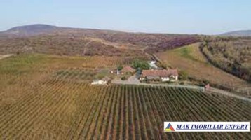 ferma-viticola-de-115-ha-de-vanzare-in-arad-intraextravilan-oportunitate-de-investitie-4