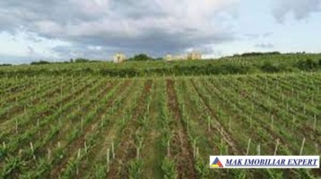 ferma-viticola-de-115-ha-de-vanzare-in-arad-intraextravilan-oportunitate-de-investitie-5