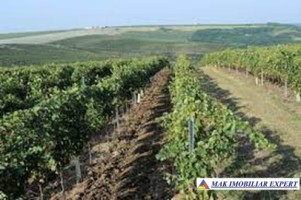 ferma-viticola-de-115-ha-de-vanzare-in-arad-intraextravilan-oportunitate-de-investitie-6