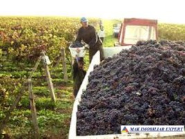 ferma-viticola-de-115-ha-de-vanzare-in-arad-intraextravilan-oportunitate-de-investitie-9