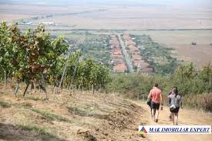 ferma-viticola-de-115-ha-de-vanzare-in-arad-intraextravilan-oportunitate-de-investitie-7