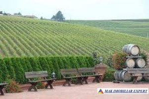 ferma-viticola-de-115-ha-de-vanzare-in-arad-intraextravilan-oportunitate-de-investitie-8