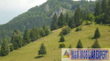 teren-de-vanzare-594-ha-intravilanextravilan-in-rucar-satic-arges-9