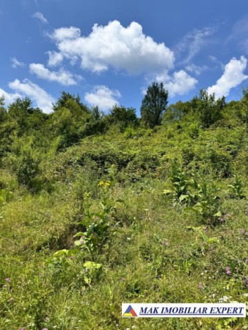teren-extravilan-1-ha-de-vanzare-in-corbi-arges-5