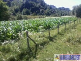 teren-3000-mp-intraextravilan-de-vanzare-in-malu-cu-flori-dambovita-ideal-pentru-constructii-si-activitati-agricole-1