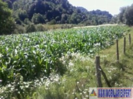 teren-3000-mp-intraextravilan-de-vanzare-in-malu-cu-flori-dambovita-ideal-pentru-constructii-si-activitati-agricole-2