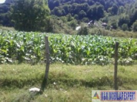 teren-3000-mp-intraextravilan-de-vanzare-in-malu-cu-flori-dambovita-ideal-pentru-constructii-si-activitati-agricole-3