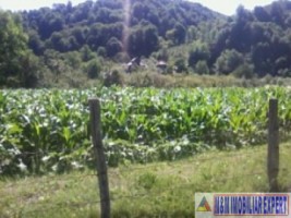 teren-3000-mp-intraextravilan-de-vanzare-in-malu-cu-flori-dambovita-ideal-pentru-constructii-si-activitati-agricole-4