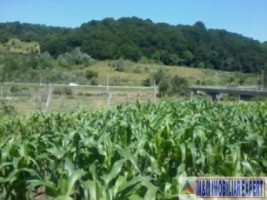 teren-3000-mp-intraextravilan-de-vanzare-in-malu-cu-flori-dambovita-ideal-pentru-constructii-si-activitati-agricole-5
