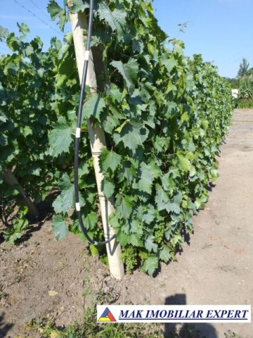 vila-11-camere-teren-6600-mp-de-vanzare-in-negoi-dolj-oportunitate-pentru-proiecte-rezidentiale-sau-turistice-77