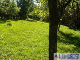 teren-padure-1-ha-de-vanzare-in-bughea-de-jos-arges