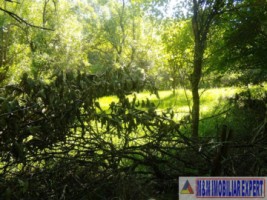 teren-padure-1-ha-de-vanzare-in-bughea-de-jos-arges-6