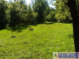 teren-padure-1-ha-de-vanzare-in-bughea-de-jos-arges-1