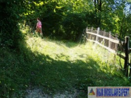 teren-padure-1-ha-de-vanzare-in-bughea-de-jos-arges-9