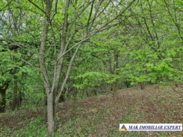teren-intravilan-15-ha-pentru-investitie-de-vanzare-in-bughea-de-sus-arges-7