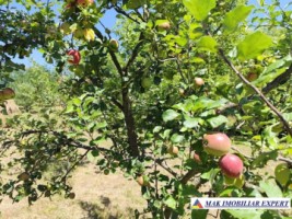 vila-5-camere-teren-2524-mp-de-vanzare-in-cetateni-arges-13