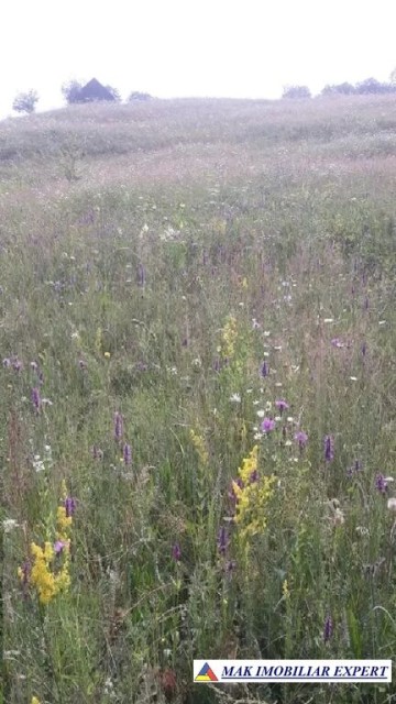 teren-extravilan-24-ha-de-vanzare-in-bratioara-albestii-de-muscel-arges-5