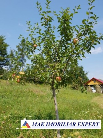teren-intravilan-5000-mp-de-vanzare-in-bradulet-galesu-arges-8
