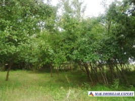 teren-intravilan-7050-mp-de-vanzare-pasaj-smei-albota-pitesti-brosteni-arges-3