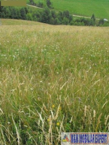 teren-extravilan-256-ha-de-vanzare-in-brusturet-dambovicioara-arges