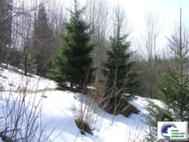 teren-intravilan-situat-in-predeal-zona-cioplea-4
