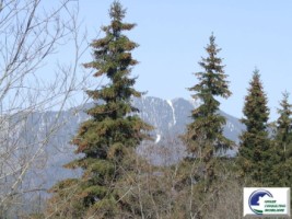 teren-intravilan-situat-in-predeal-zona-cioplea-12