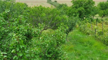 paulesti-zcocosesti-zona-buna-p1e-la-rosu-la-120000-eu-24
