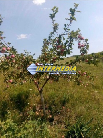 teren-extravilan-de-vanzare-in-suprafata-de-80000-mp-cu-livada-de-pomi-fructiferi-10