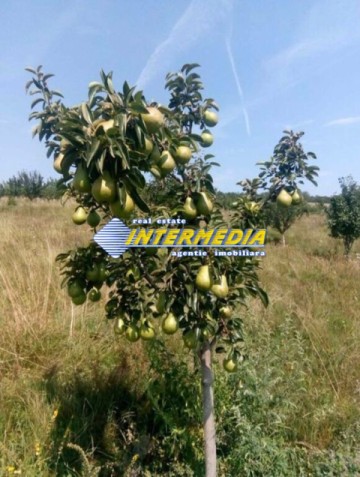 teren-extravilan-de-vanzare-in-suprafata-de-80000-mp-cu-livada-de-pomi-fructiferi-9