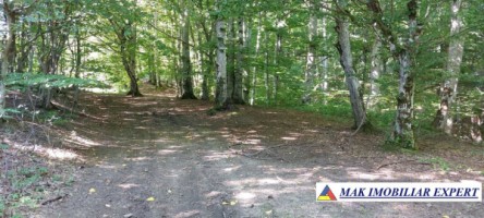 vand-teren-extravilan-7500-mp-bradulet-arges-9