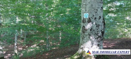 vand-teren-extravilan-7500-mp-bradulet-arges-8