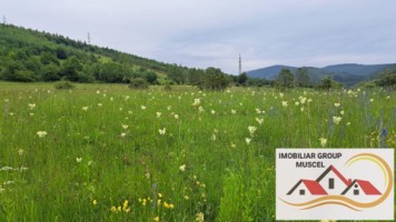 teren-extravilan-in-suprafata-de-16620-mp-in-comuna-valea-mare-pradatzona-namaestipret-49860-euro-3