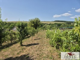 casa-de-vacanta-cu-5931-mp-teren-de-vanzare-in-zona-vintu-de-jos-6