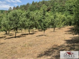 casa-de-vacanta-cu-5931-mp-teren-de-vanzare-in-zona-vintu-de-jos-8